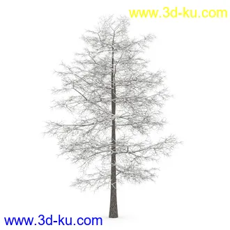 树模型合集,春夏秋冬四季树木的形态,树枝,树干,树模型30个的图片