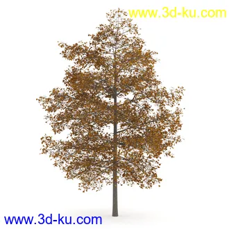 树模型合集,春夏秋冬四季树木的形态,树枝,树干,树模型30个的图片