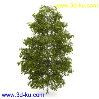 树模型合集,春夏秋冬四季树木的形态,树枝,树干,树模型30个的图片