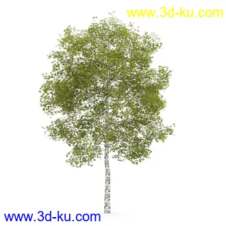 树模型合集,春夏秋冬四季树木的形态,树枝,树干,树模型30个的图片