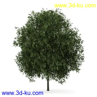 树模型合集,共30个各类树木的模型的图片