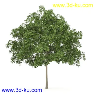 树模型合集,共30个各类树木的模型的图片