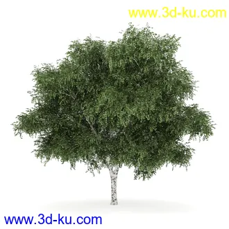 树模型合集,共30个各类树木的模型的图片