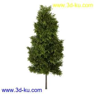 树模型合集,共30个各类树木的模型的图片
