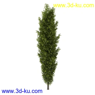 树模型合集,共30个各类树木的模型的图片