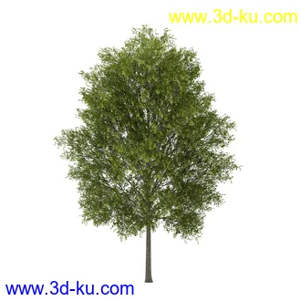 树模型合集,共30个各类树木的模型的图片