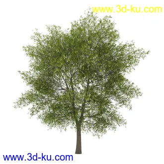 树模型合集,共30个各类树木的模型的图片