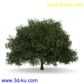 树模型合集,共30个各类树木的模型的图片