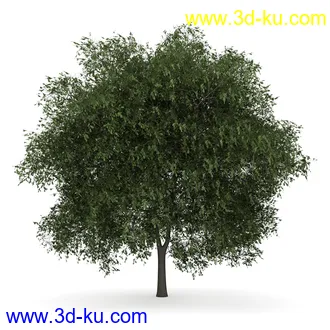 树模型合集,共30个各类树木的模型的图片