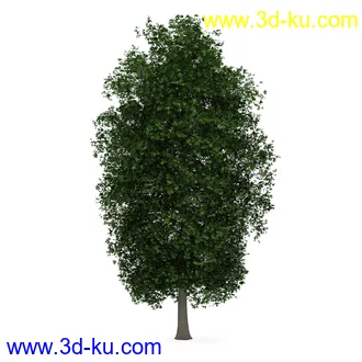 树模型合集,共30个各类树木的模型的图片