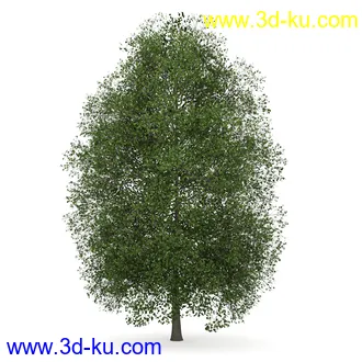 树模型合集,共30个各类树木的模型的图片