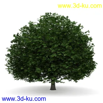 树模型合集,共30个各类树木的模型的图片