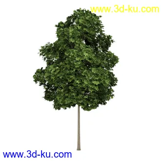 树模型合集,共30个各类树木的模型的图片