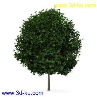 树模型合集,共30个各类树木的模型的图片