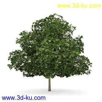 树模型合集,共30个各类树木的模型的图片