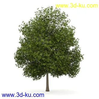 树模型合集,共30个各类树木的模型的图片