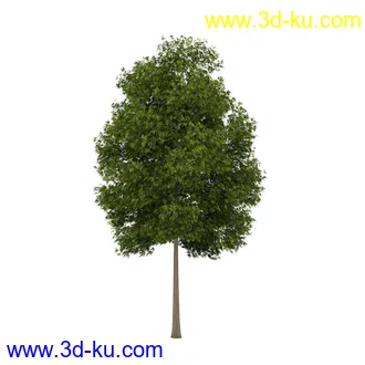树模型合集,共30个各类树木的模型的图片