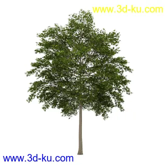 树模型合集,共30个各类树木的模型的图片