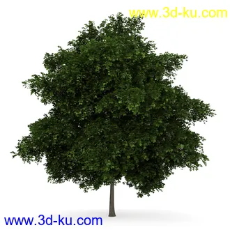 树模型合集,共30个各类树木的模型的图片