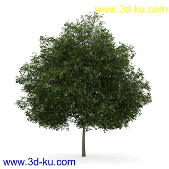 树模型合集,共30个各类树木的模型的图片