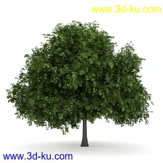 树模型合集,共30个各类树木的模型的图片