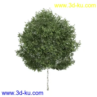 树模型合集,共30个各类树木的模型的图片