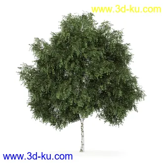 树模型合集,共30个各类树木的模型的图片