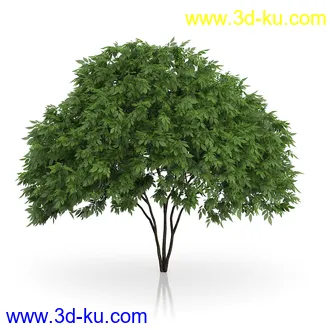 树木模型合集,绿色植物,各种树模型合集共42个的图片1