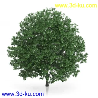 树木模型合集,绿色植物,各种树模型合集共42个的图片2