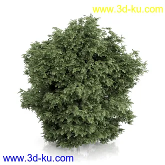 树木模型合集,绿色植物,各种树模型合集共42个的图片3