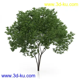 树木模型合集,绿色植物,各种树模型合集共42个的图片4