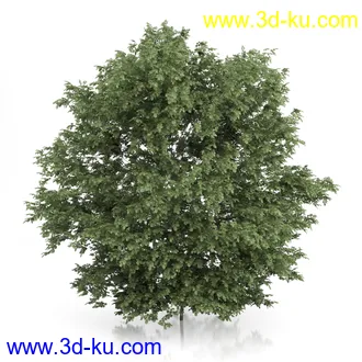 树木模型合集,绿色植物,各种树模型合集共42个的图片5