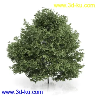 树木模型合集,绿色植物,各种树模型合集共42个的图片6