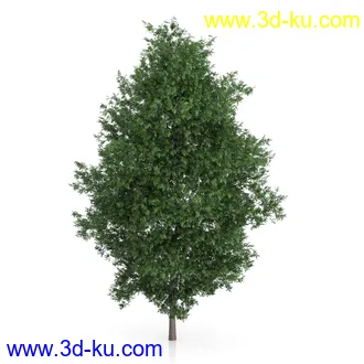 树木模型合集,绿色植物,各种树模型合集共42个的图片7