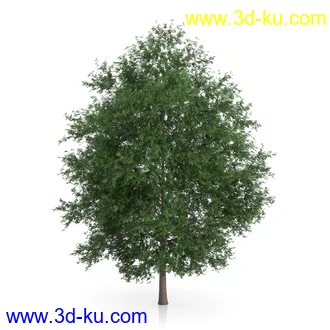 树木模型合集,绿色植物,各种树模型合集共42个的图片8