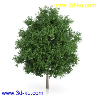 树木模型合集,绿色植物,各种树模型合集共42个的图片9