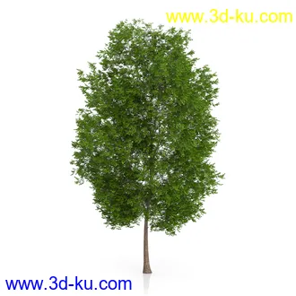 树木模型合集,绿色植物,各种树模型合集共42个的图片10