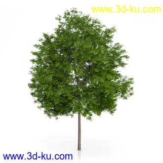 树木模型合集,绿色植物,各种树模型合集共42个的图片11