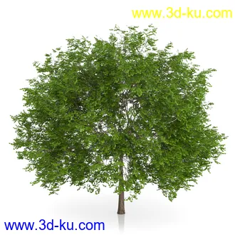 树木模型合集,绿色植物,各种树模型合集共42个的图片12