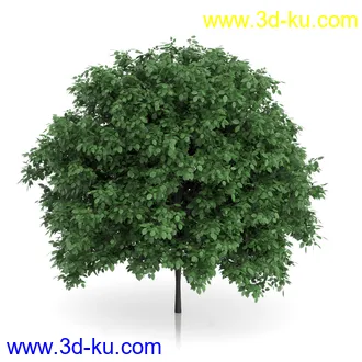 树木模型合集,绿色植物,各种树模型合集共42个的图片13