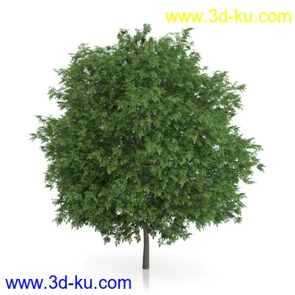 树木模型合集,绿色植物,各种树模型合集共42个的图片14