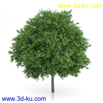 树木模型合集,绿色植物,各种树模型合集共42个的图片15