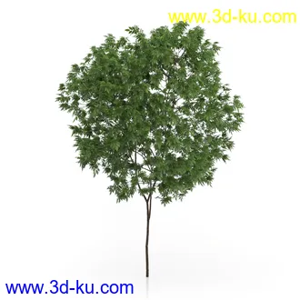 树木模型合集,绿色植物,各种树模型合集共42个的图片