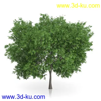 树木模型合集,绿色植物,各种树模型合集共42个的图片