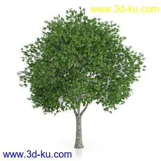 树木模型合集,绿色植物,各种树模型合集共42个的图片