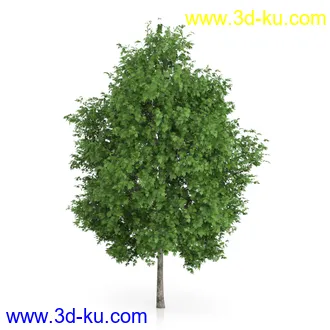 树木模型合集,绿色植物,各种树模型合集共42个的图片