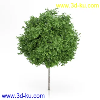 树木模型合集,绿色植物,各种树模型合集共42个的图片