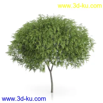 树木模型合集,绿色植物,各种树模型合集共42个的图片