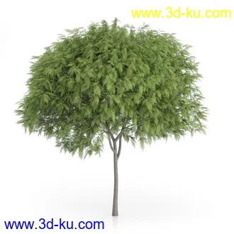 树木模型合集,绿色植物,各种树模型合集共42个的图片