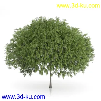 树木模型合集,绿色植物,各种树模型合集共42个的图片